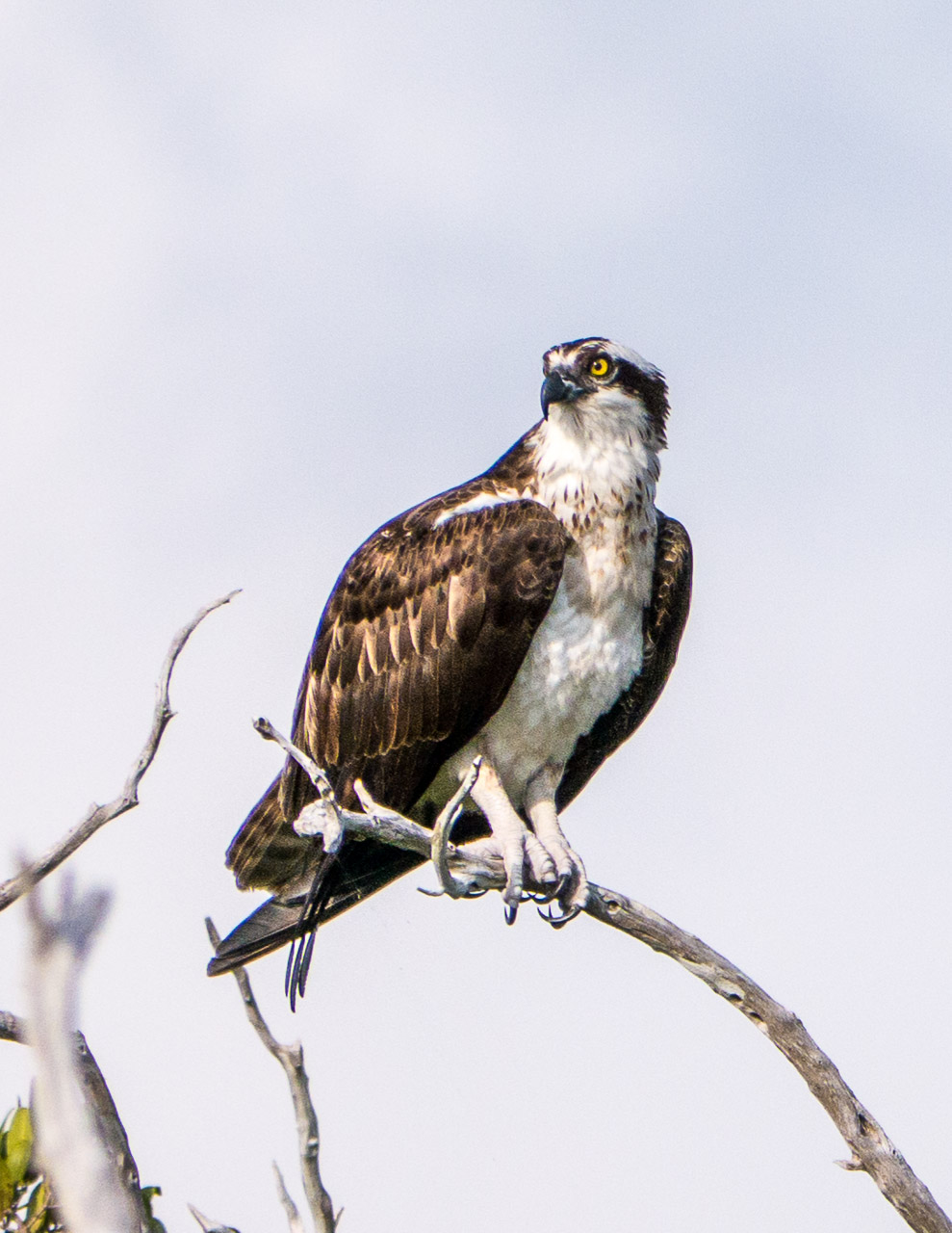 Everglades 2015 12