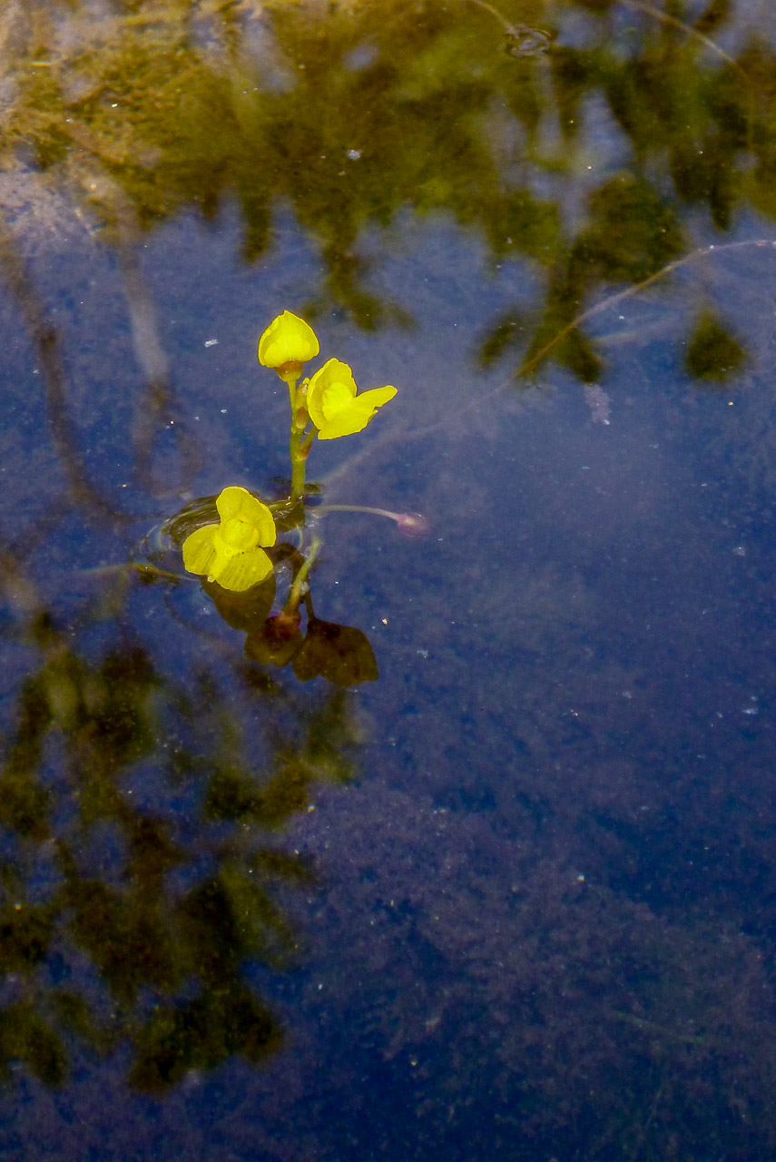 Everglades 2015 26