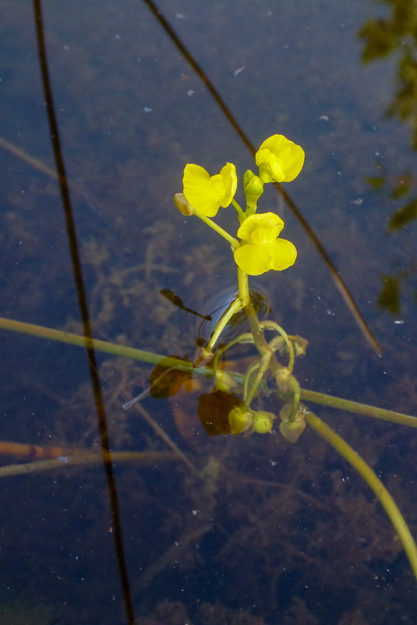 Everglades 2015 28