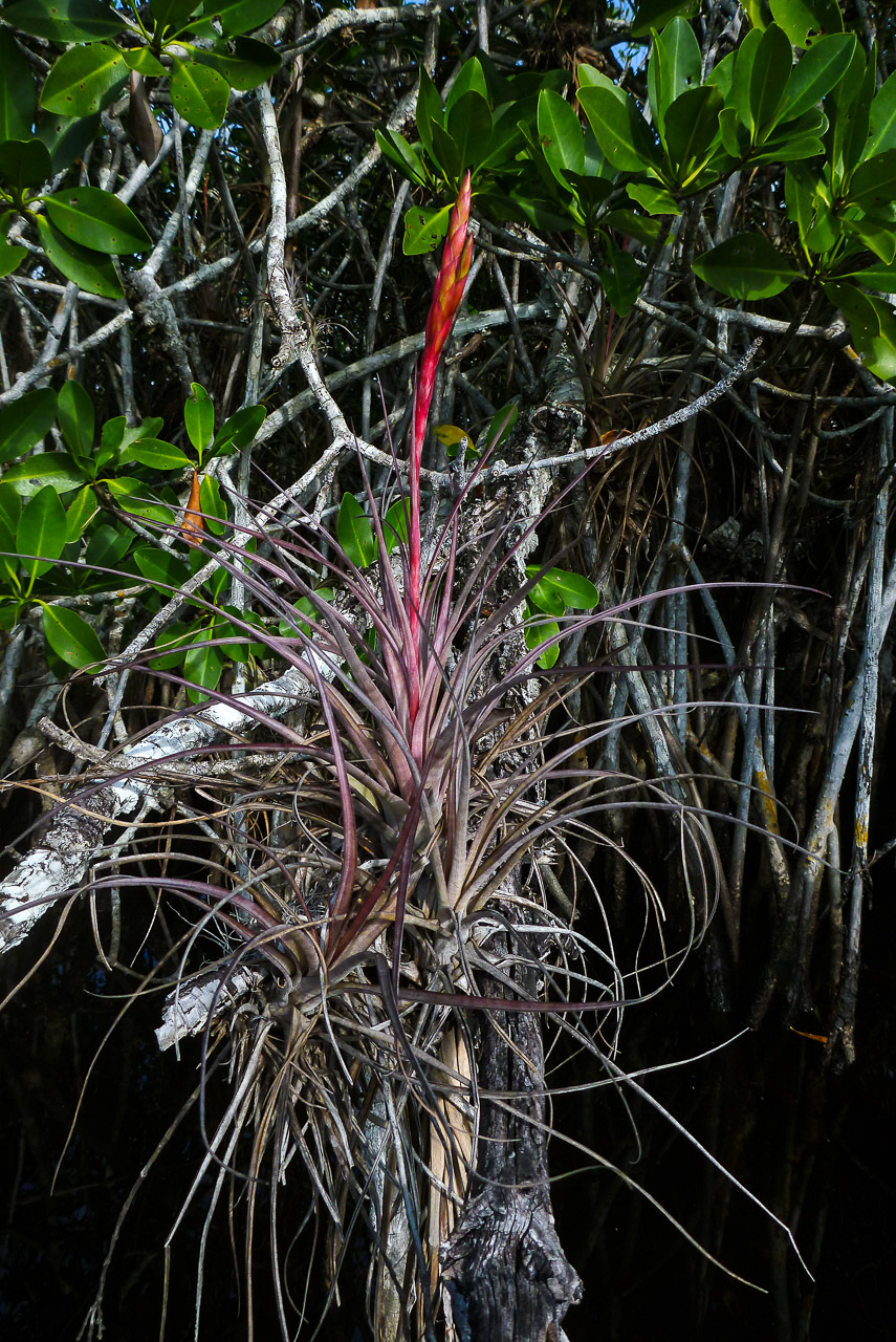 Everglades 2015 31