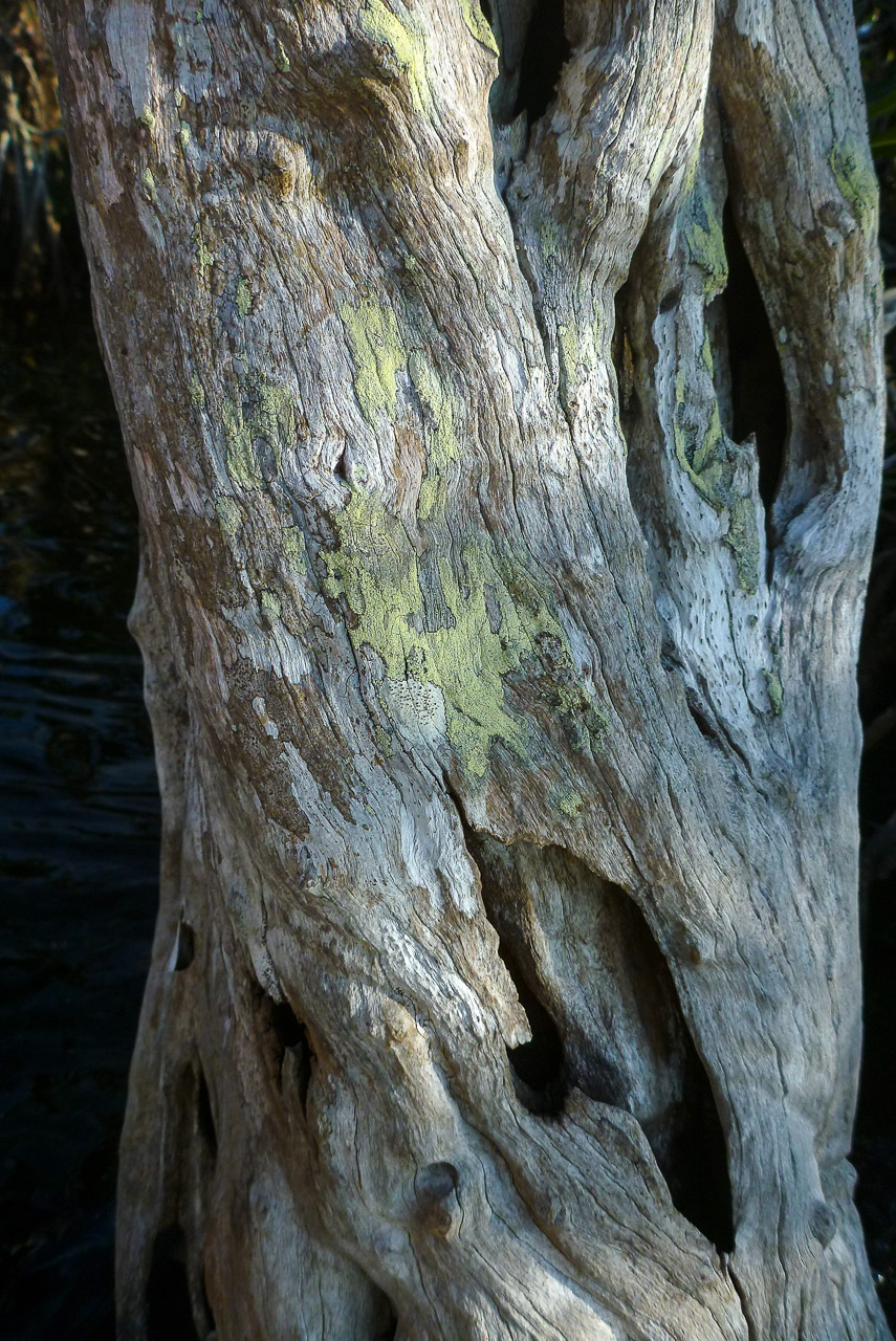 Everglades 2015 32