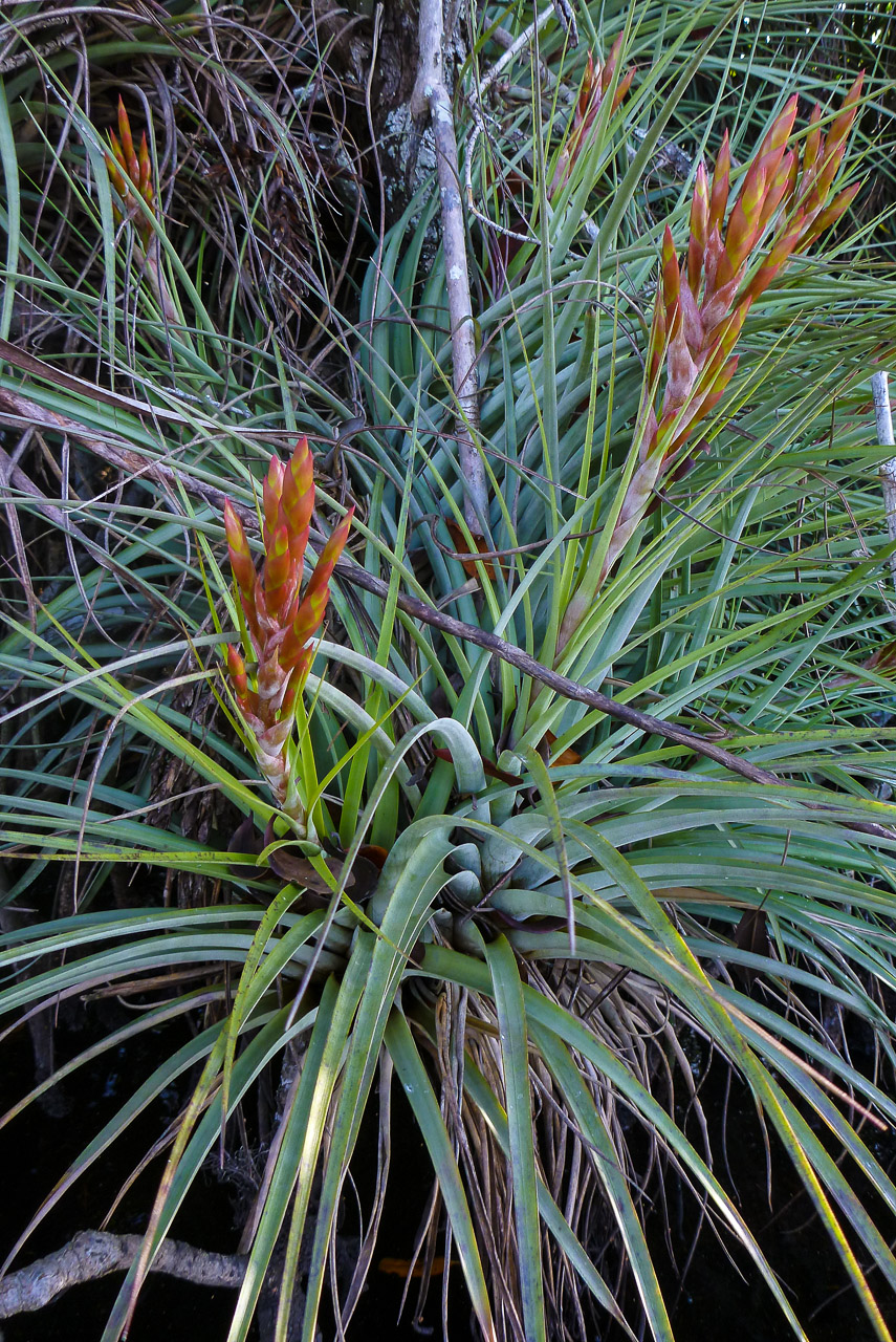 Everglades 2015 33