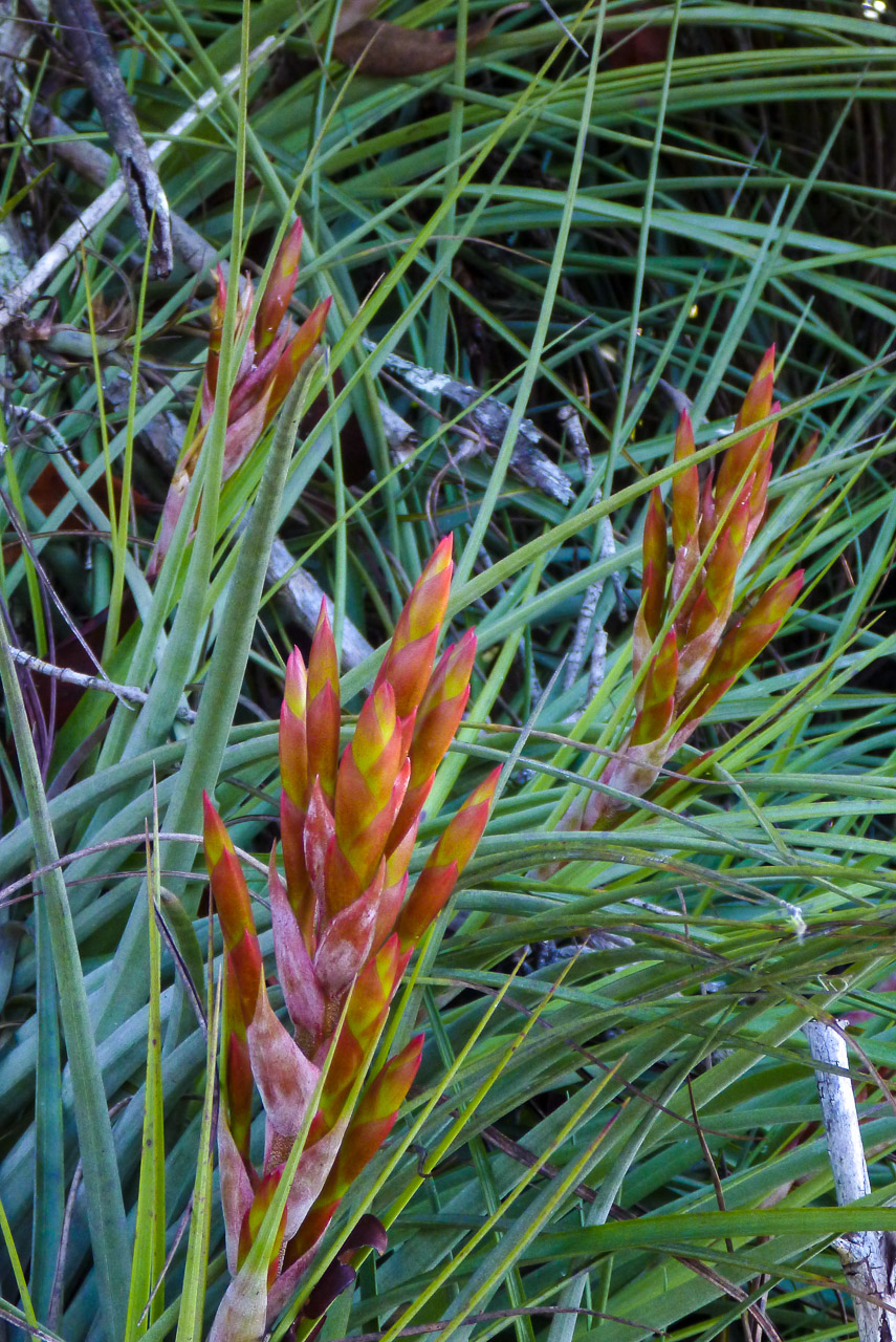 Everglades 2015 34