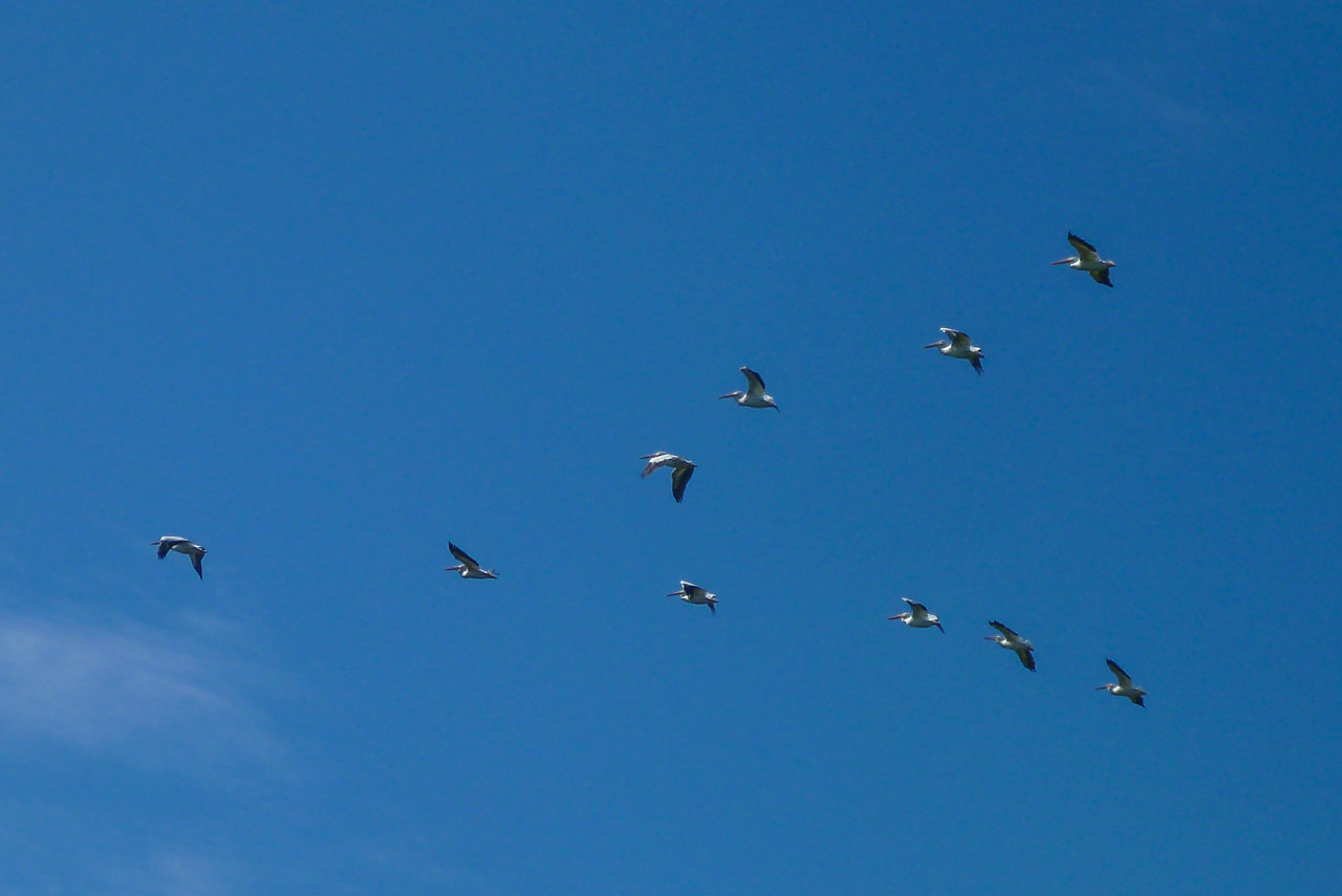 Everglades 2015 40