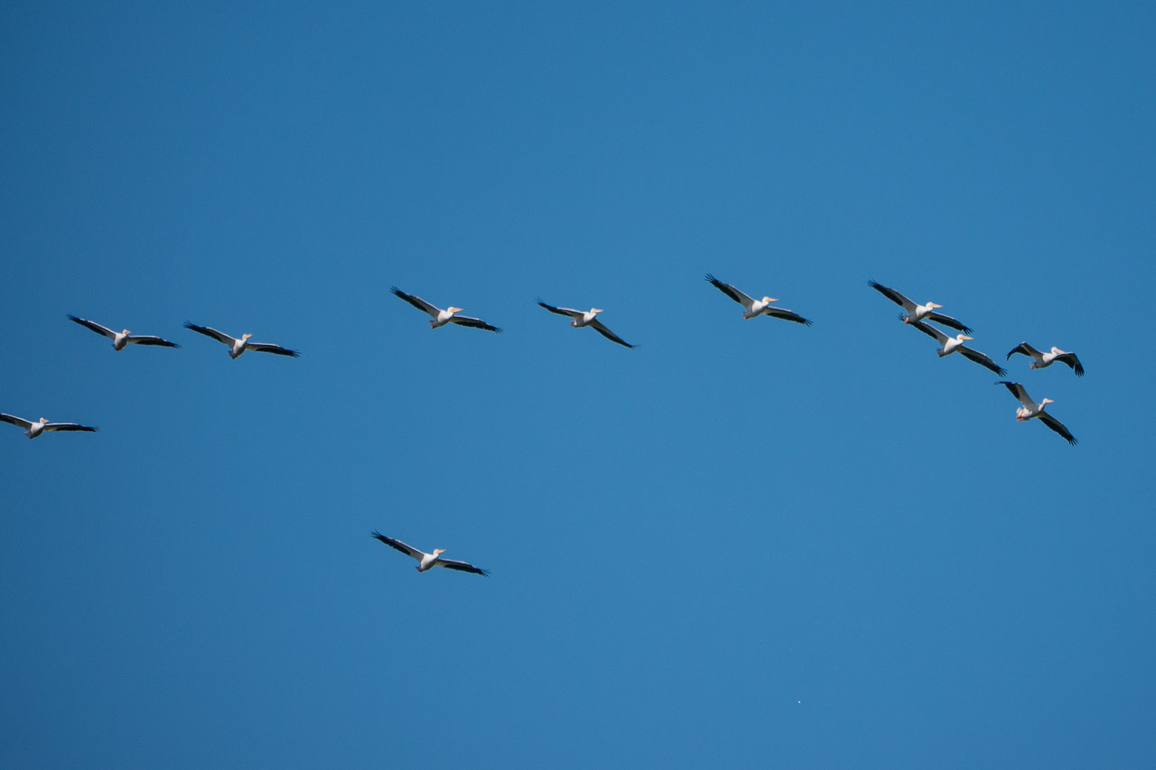 Everglades 2015 41