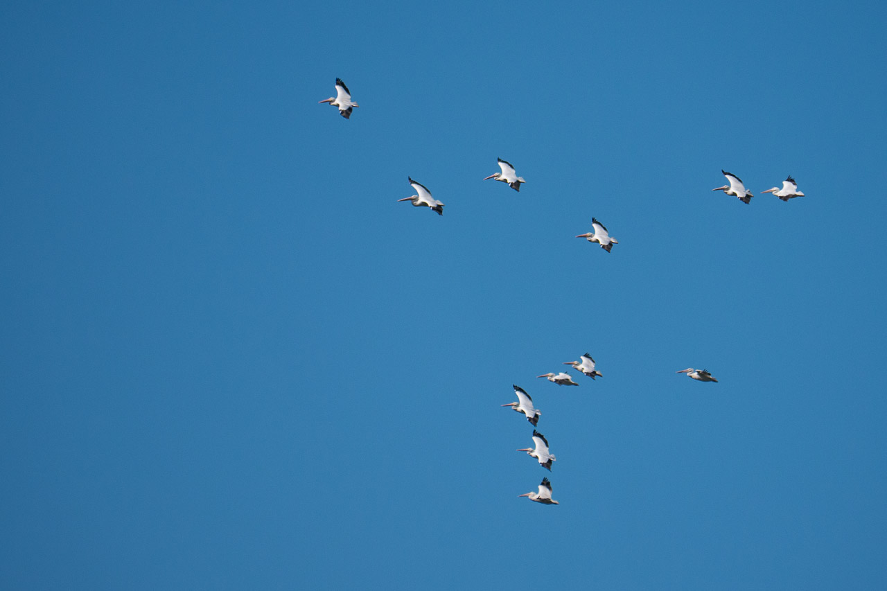 Everglades 2015 42