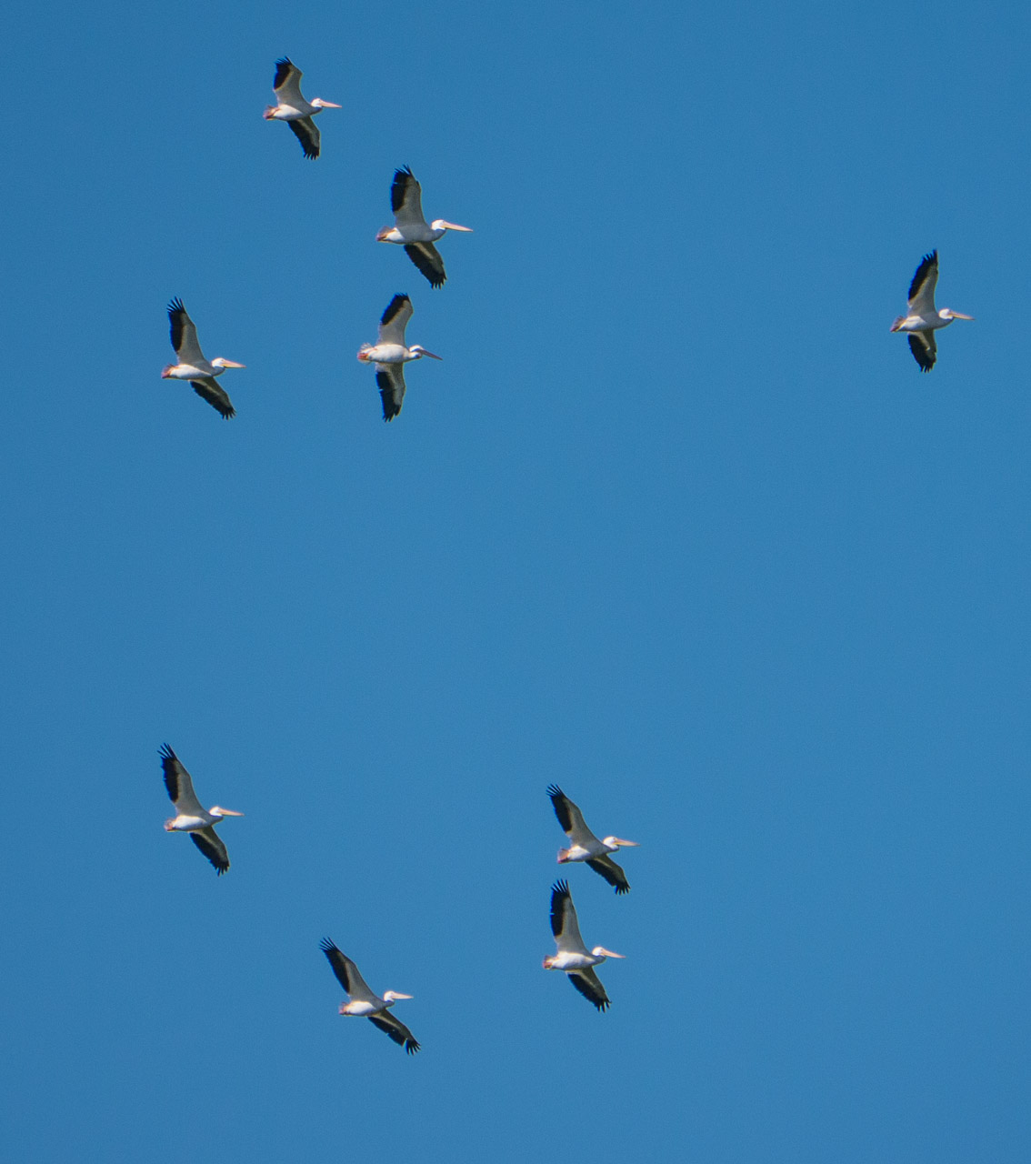 Everglades 2015 43