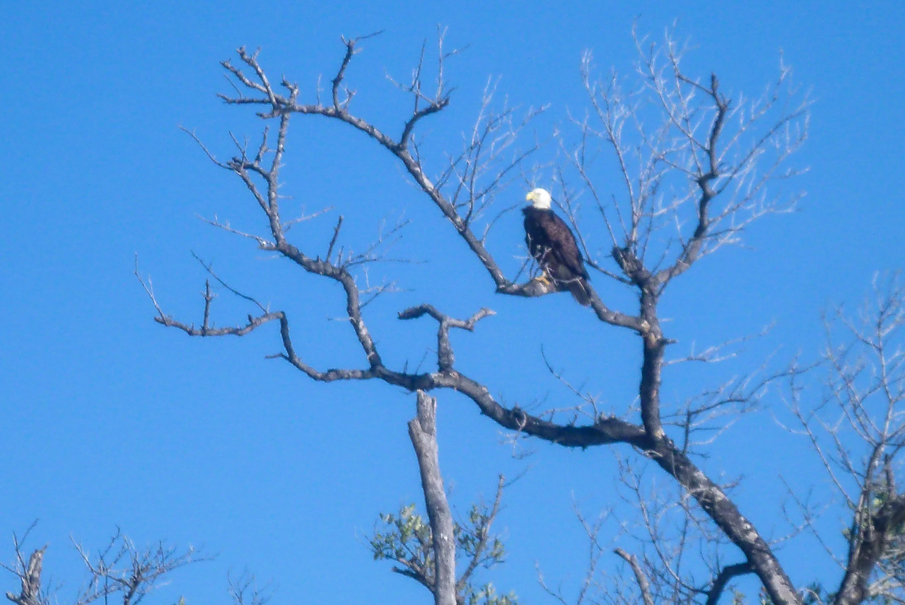 Everglades 2015 53
