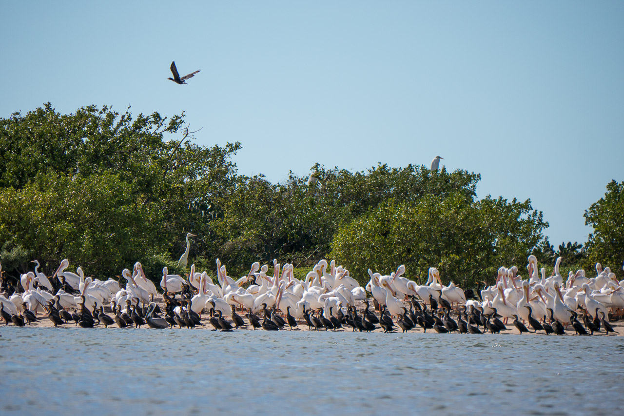 Everglades 2015 58