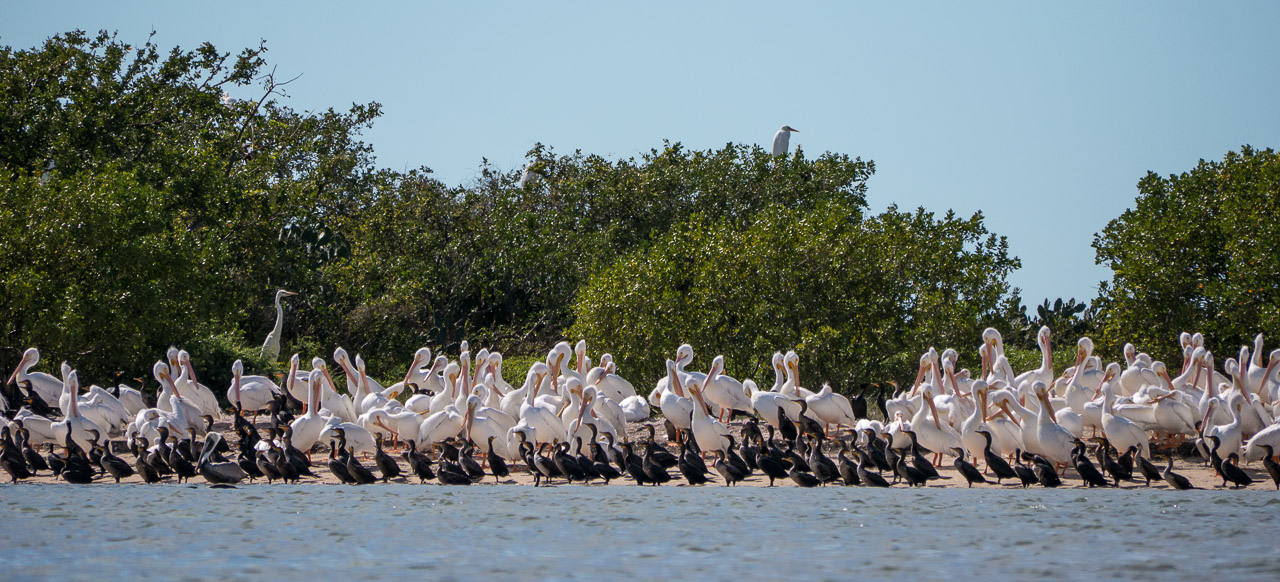 Everglades 2015 59