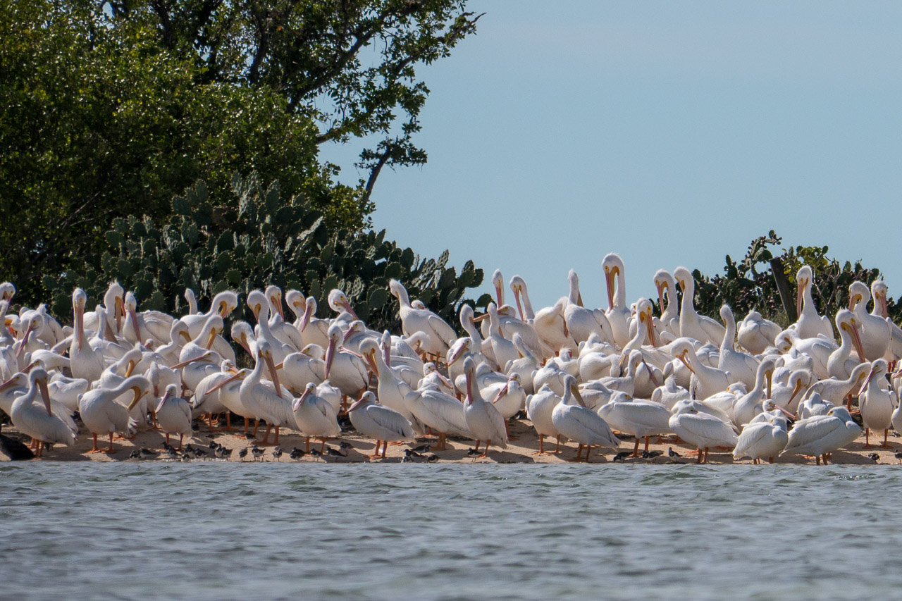 Everglades 2015 60