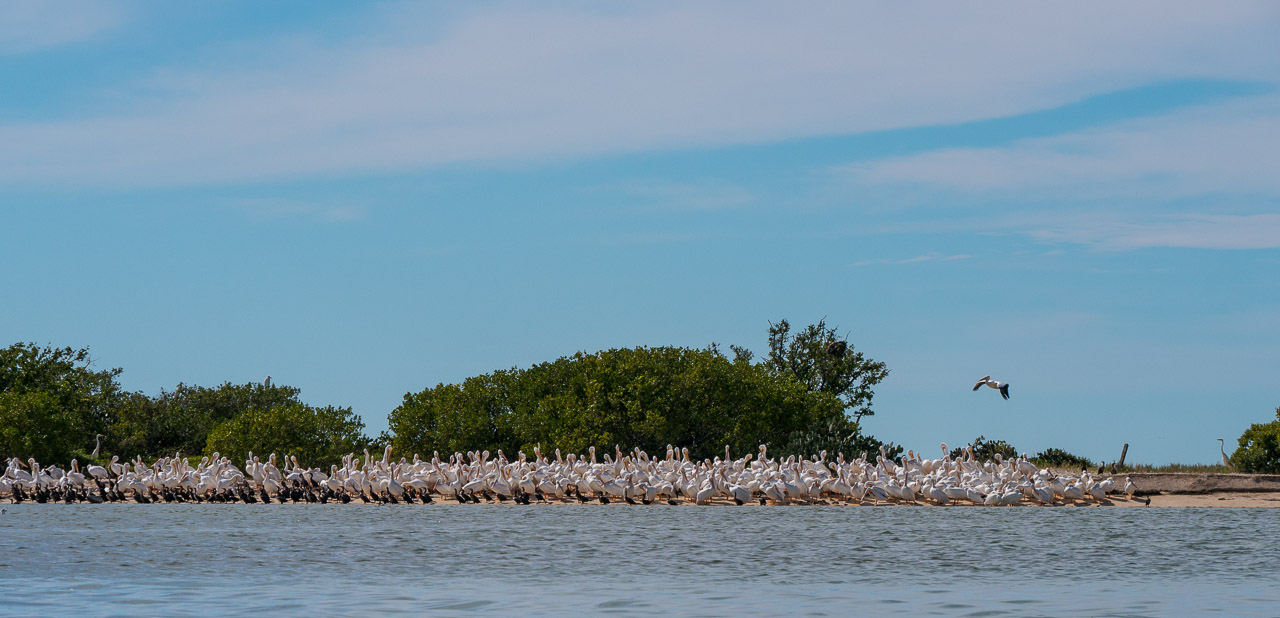 Everglades 2015 61
