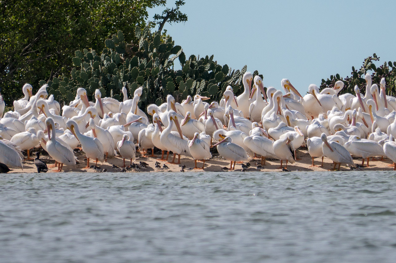Everglades 2015 62