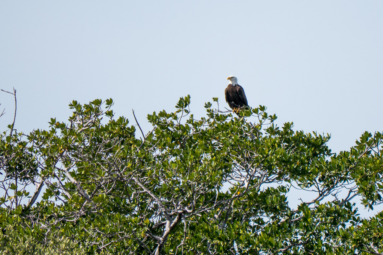 Everglades 2015 63