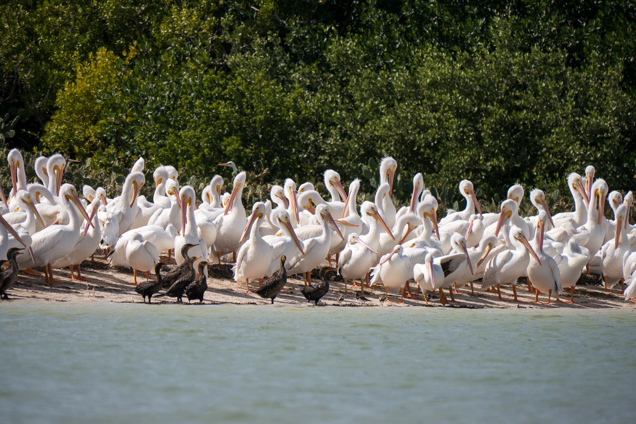 Everglades 2015 64