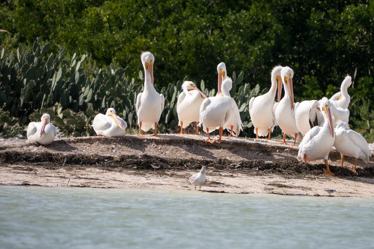 Everglades 2015 65