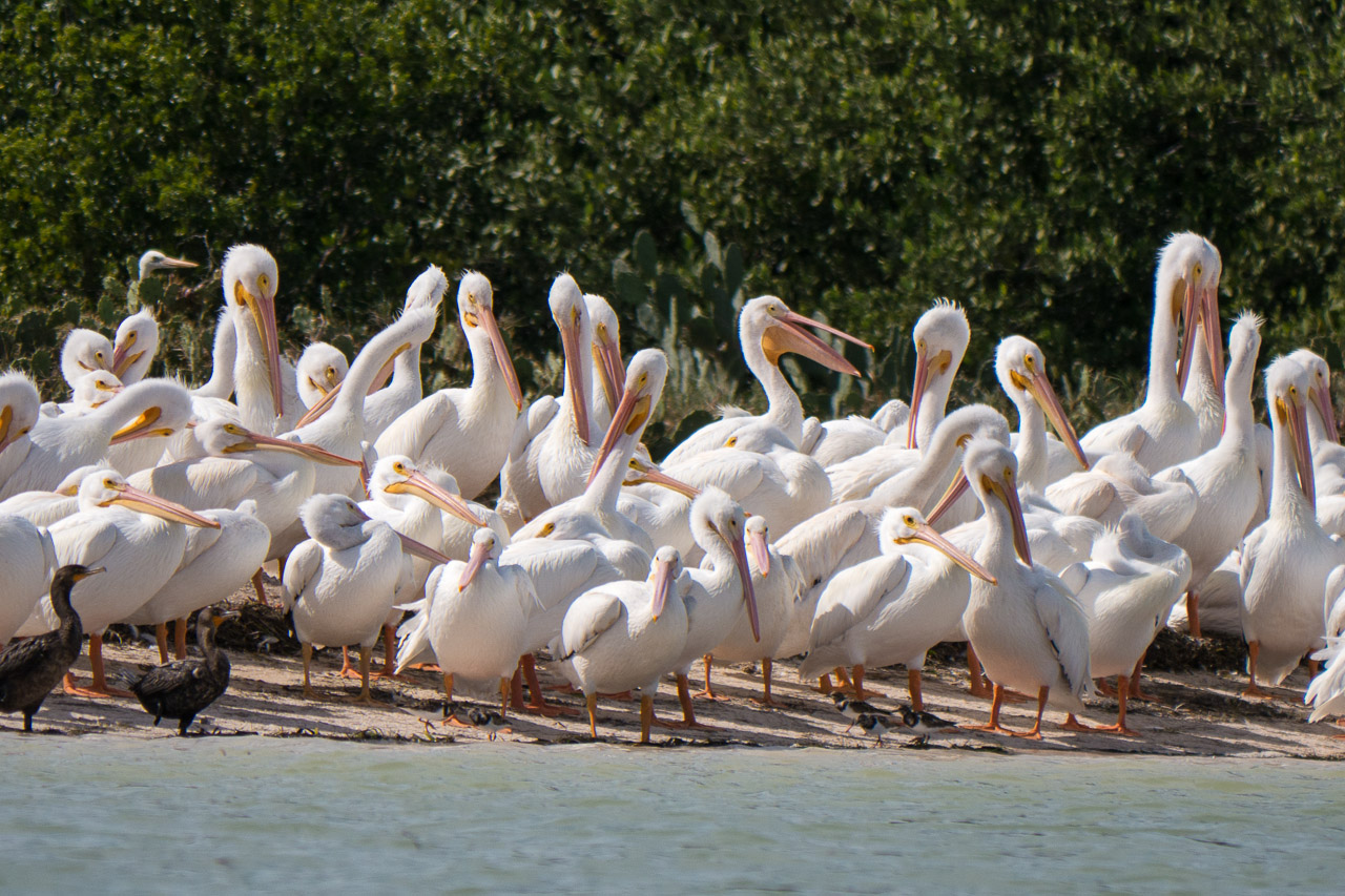 Everglades 2015 66