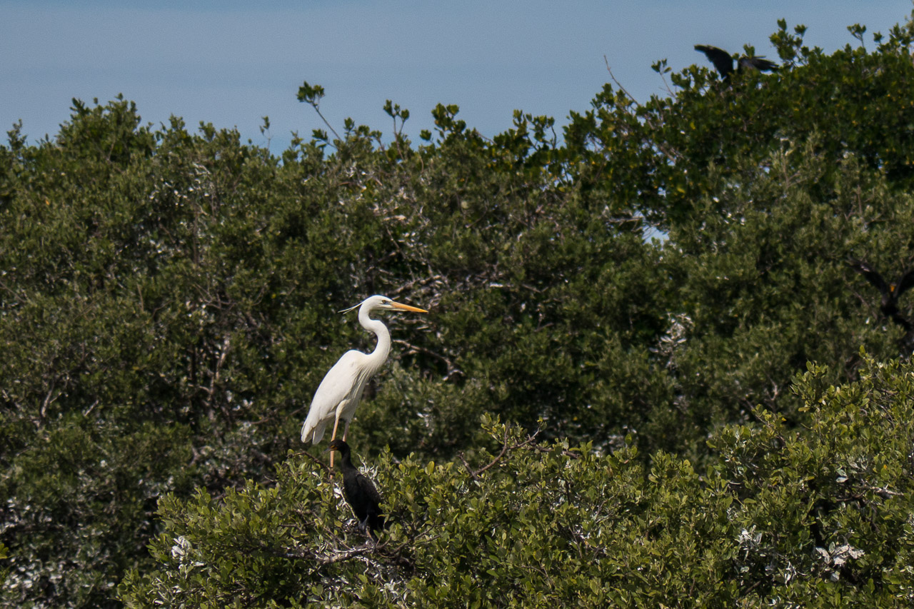 Everglades 2015 67