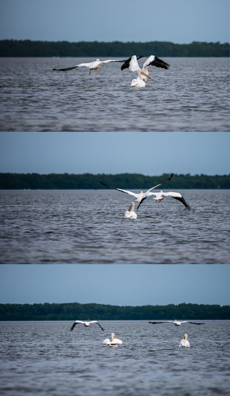 Everglades 2015 75