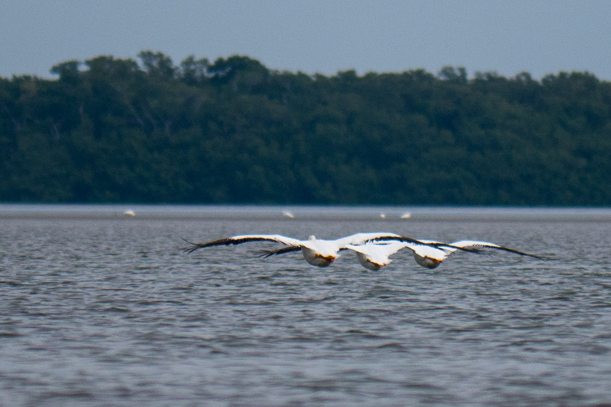 Everglades 2015 76