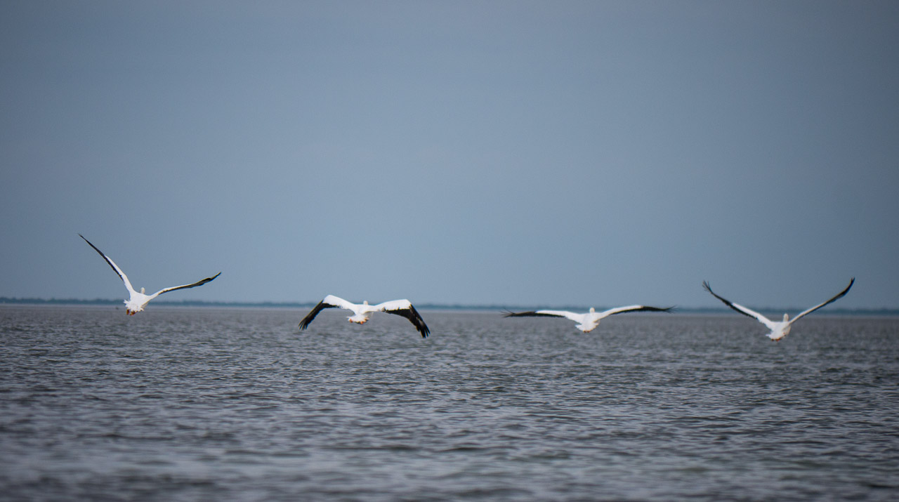 Everglades 2015 77