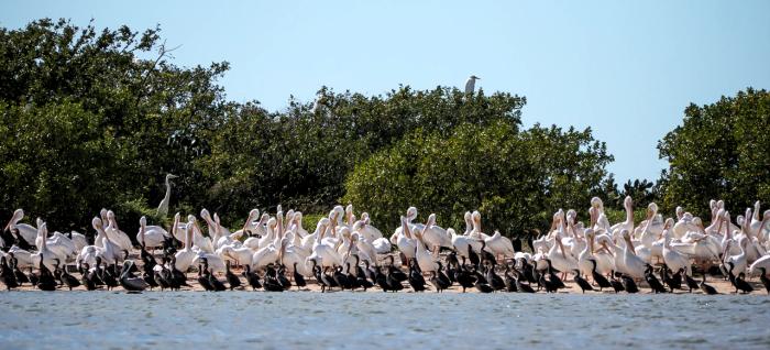 Birds on Carl Ross Key