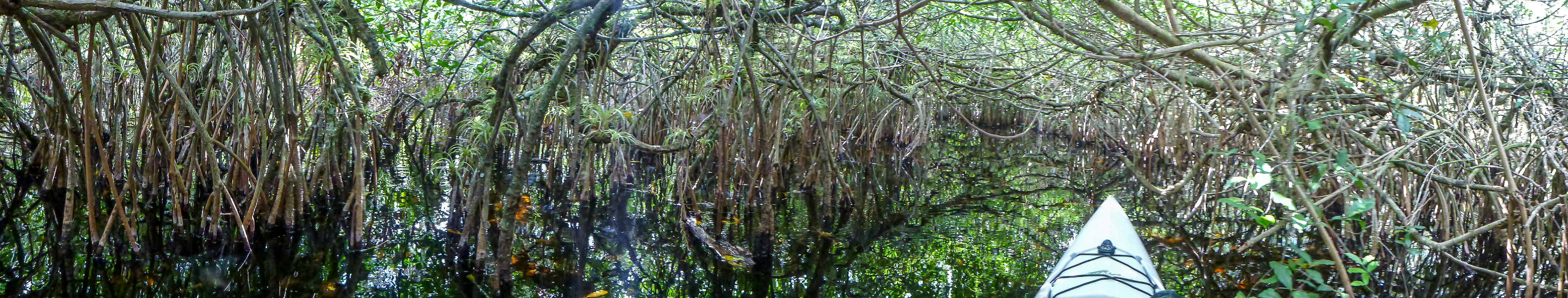 Everglades 2015 1