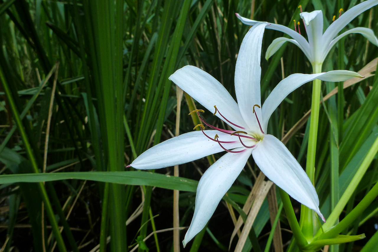 Everglades 2015 10