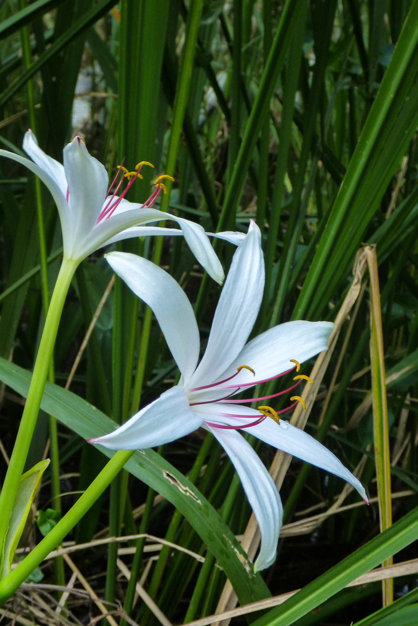 Everglades 2015 11
