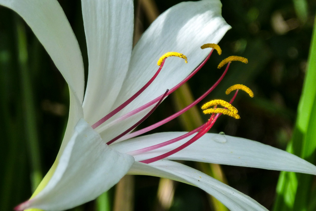Everglades 2015 12