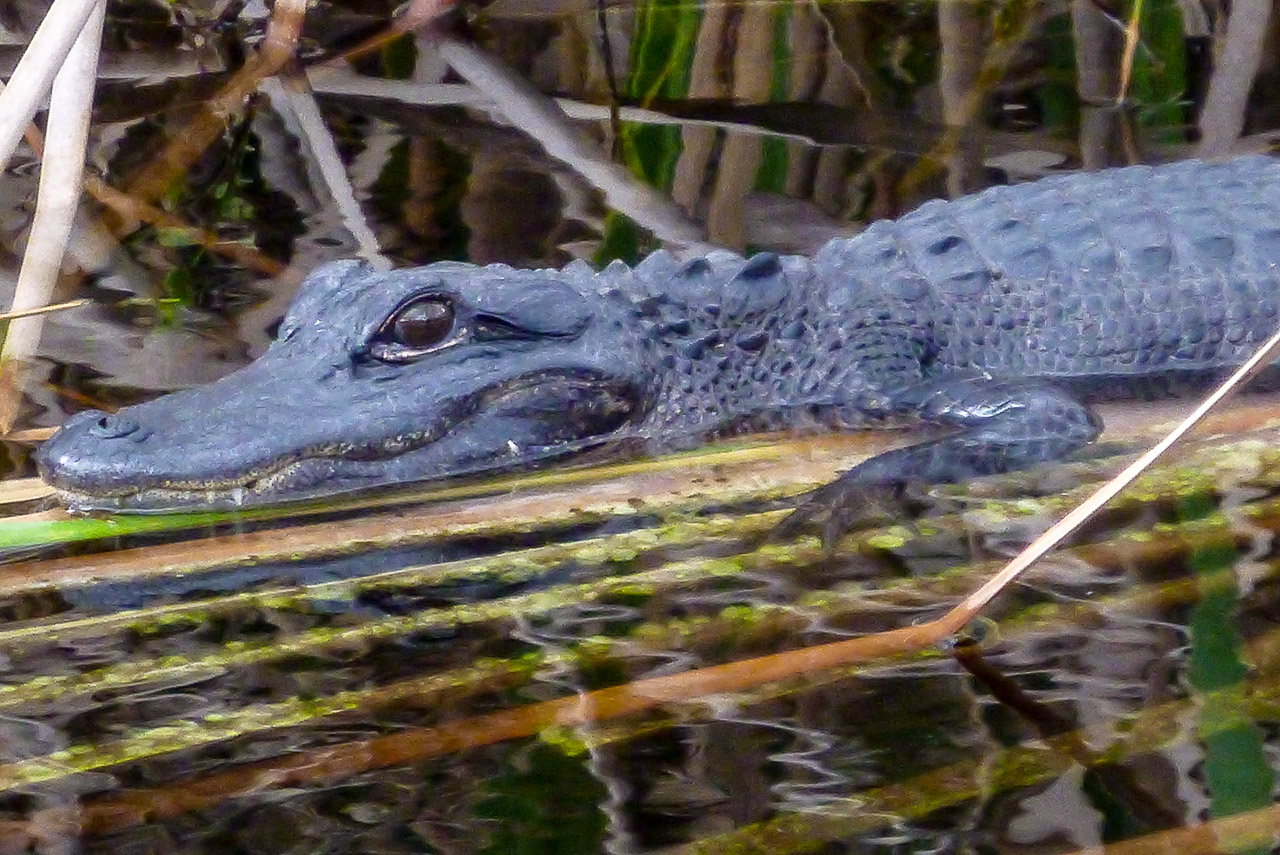 Everglades 2015 13