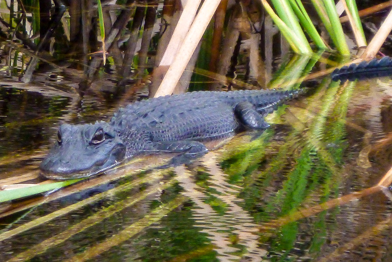 Everglades 2015 14