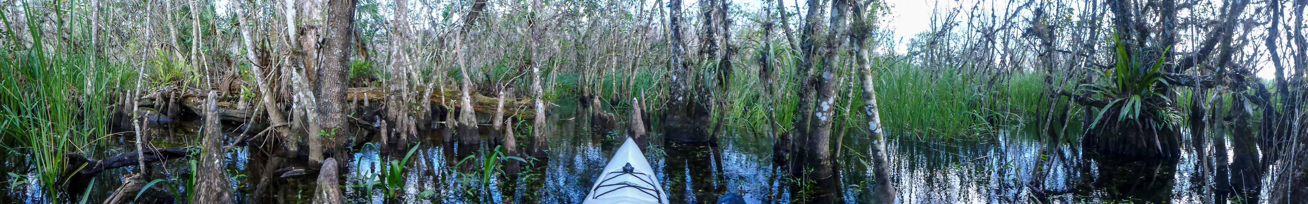 Everglades 2015 15