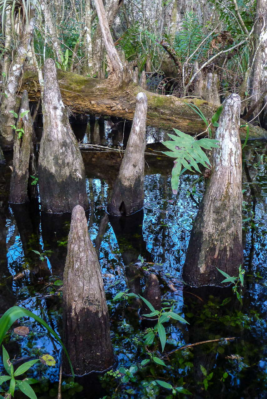 Everglades 2015 16