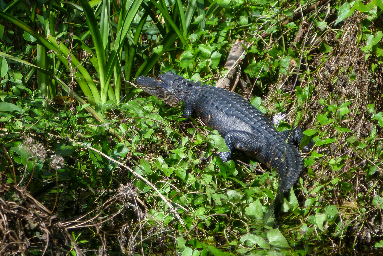 Everglades 2015 2