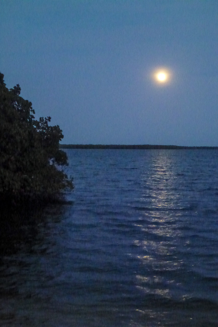 Everglades 2015 25