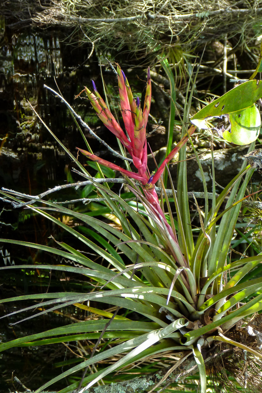 Everglades 2015 3