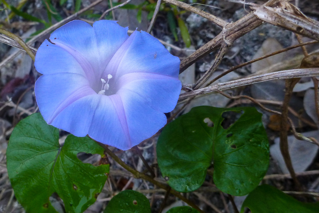 Everglades 2015 30