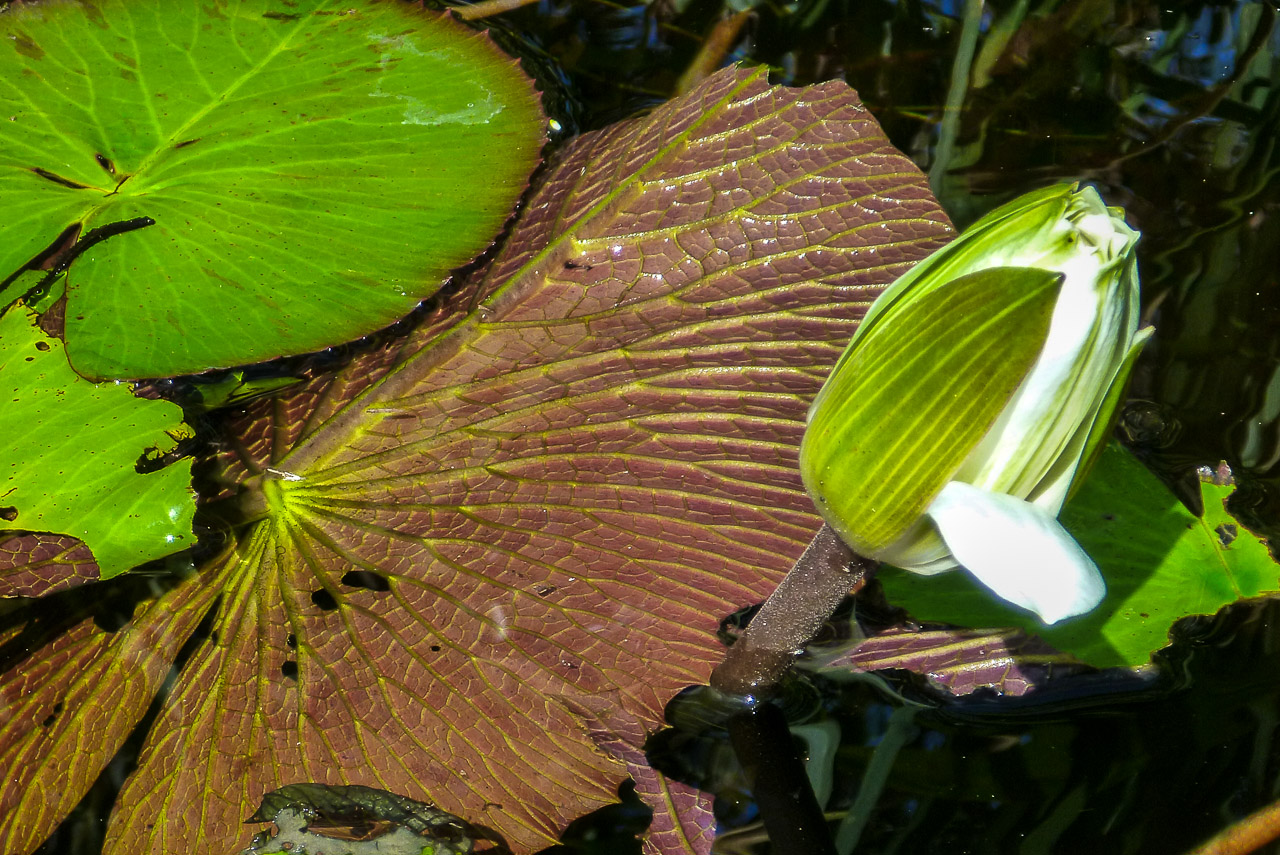 Everglades 2015 6