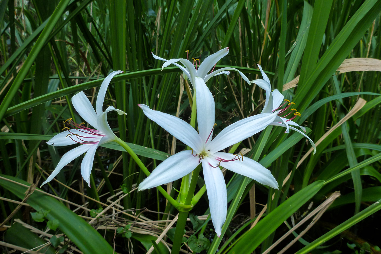 Everglades 2015 9