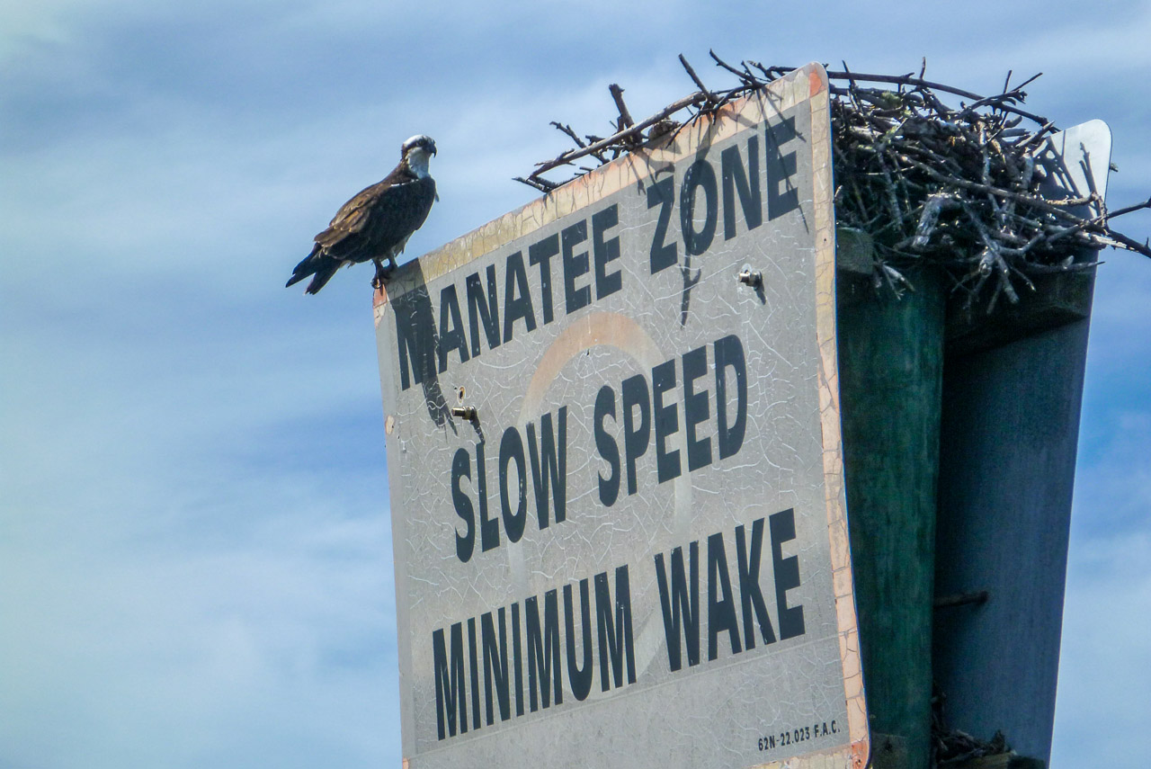 Everglades 2016 11