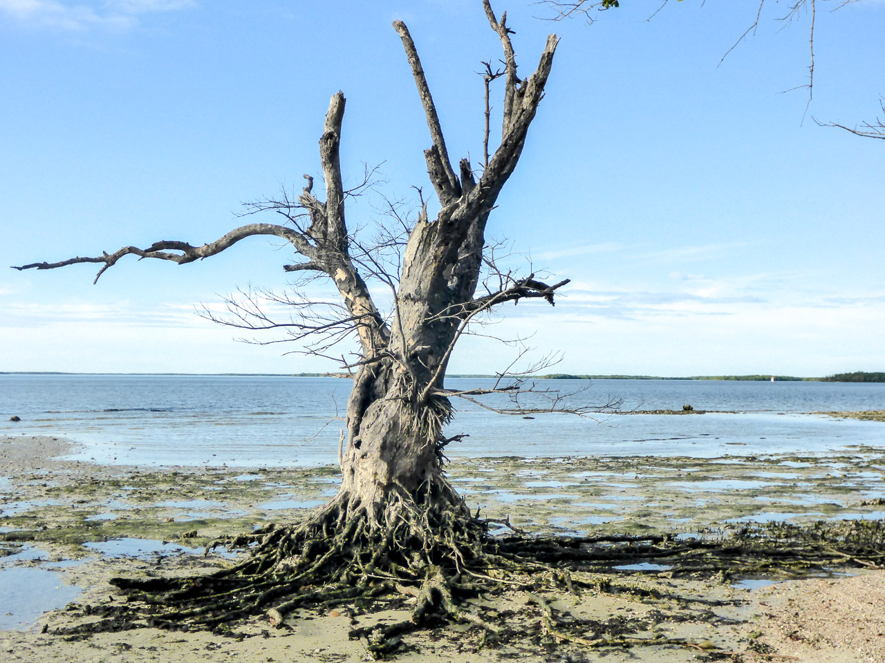 Everglades 2016 18
