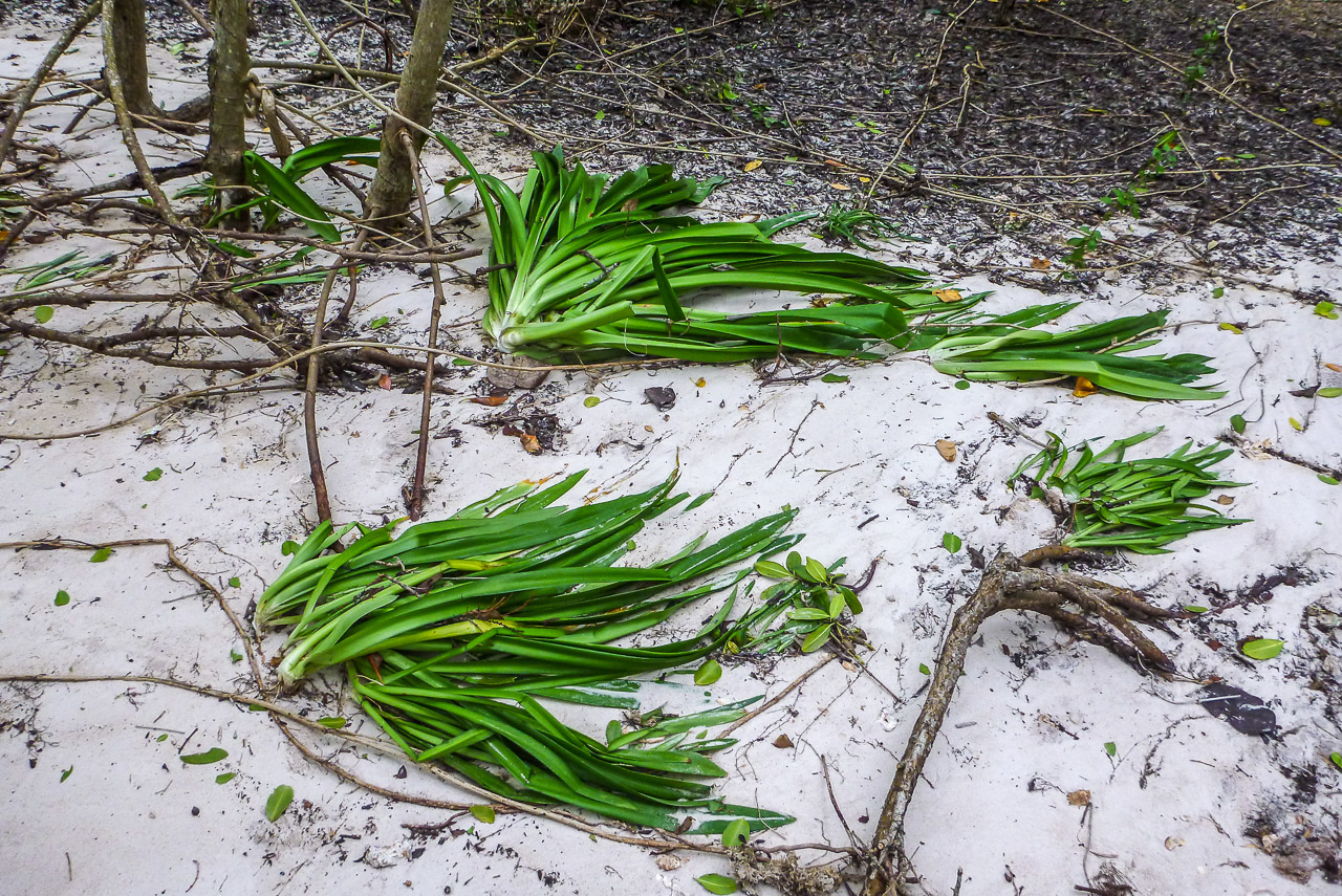 Everglades 2016 24