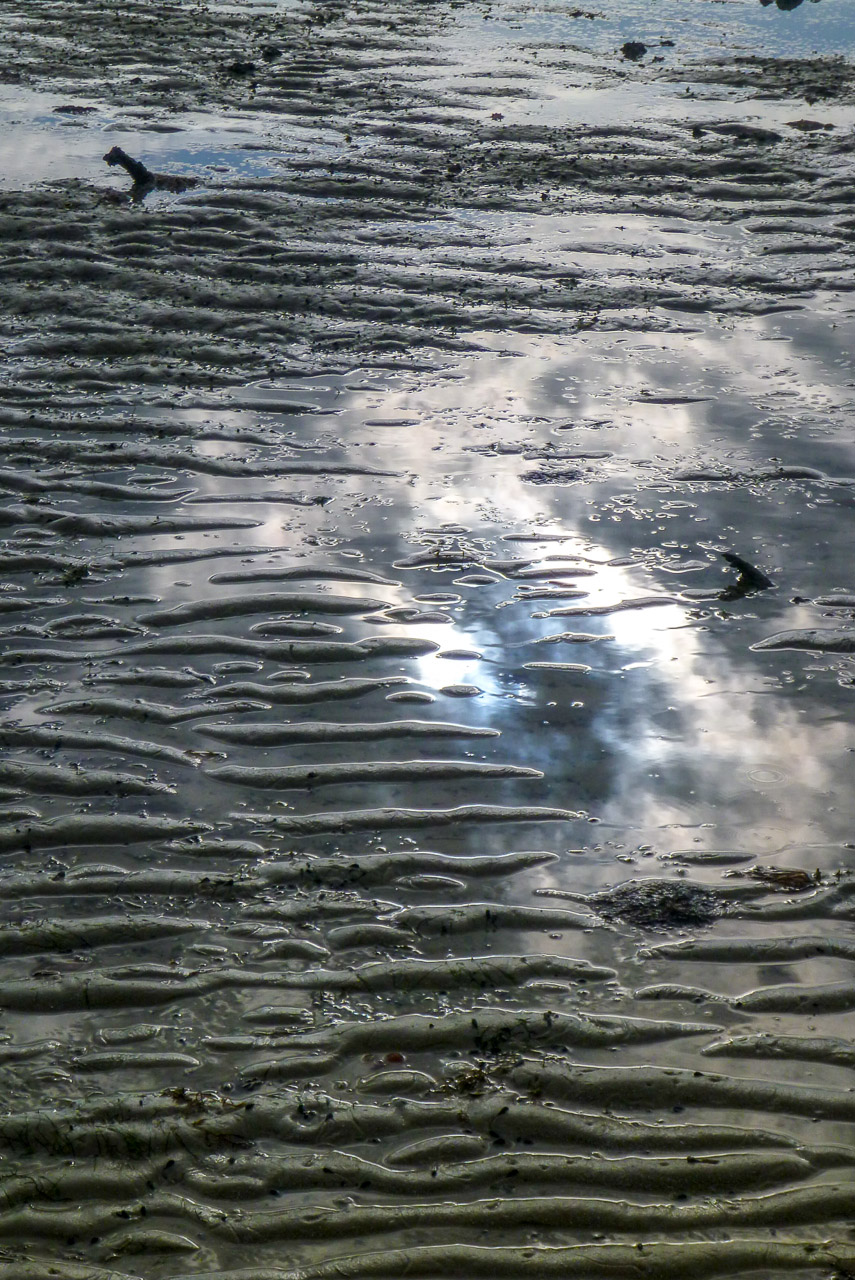 Everglades 2016 27