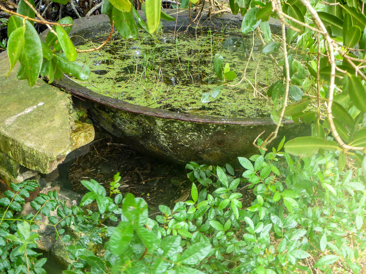 Everglades 2016 49