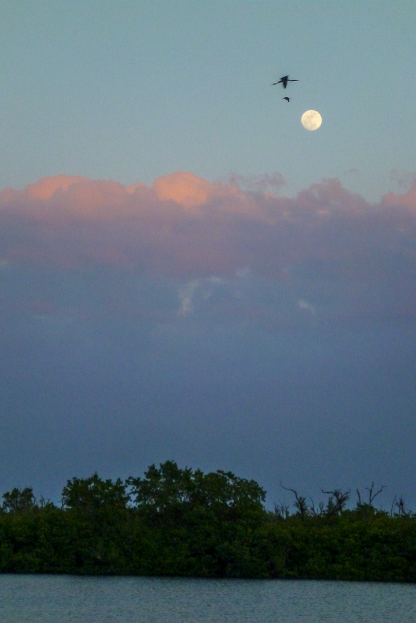 Everglades 2016 61