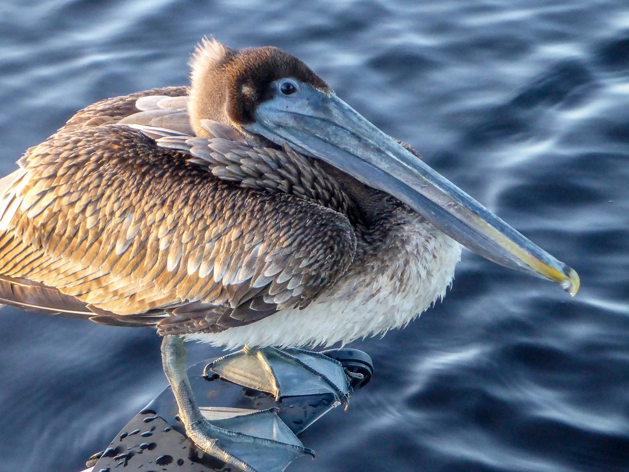 Everglades 2016 66