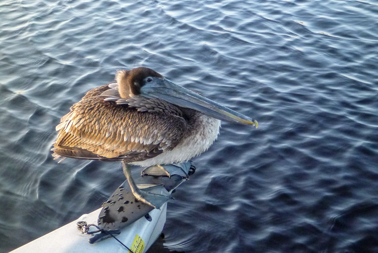 Everglades 2016 69