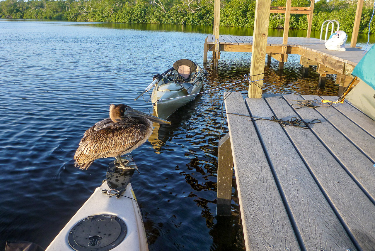 Everglades 2016 71