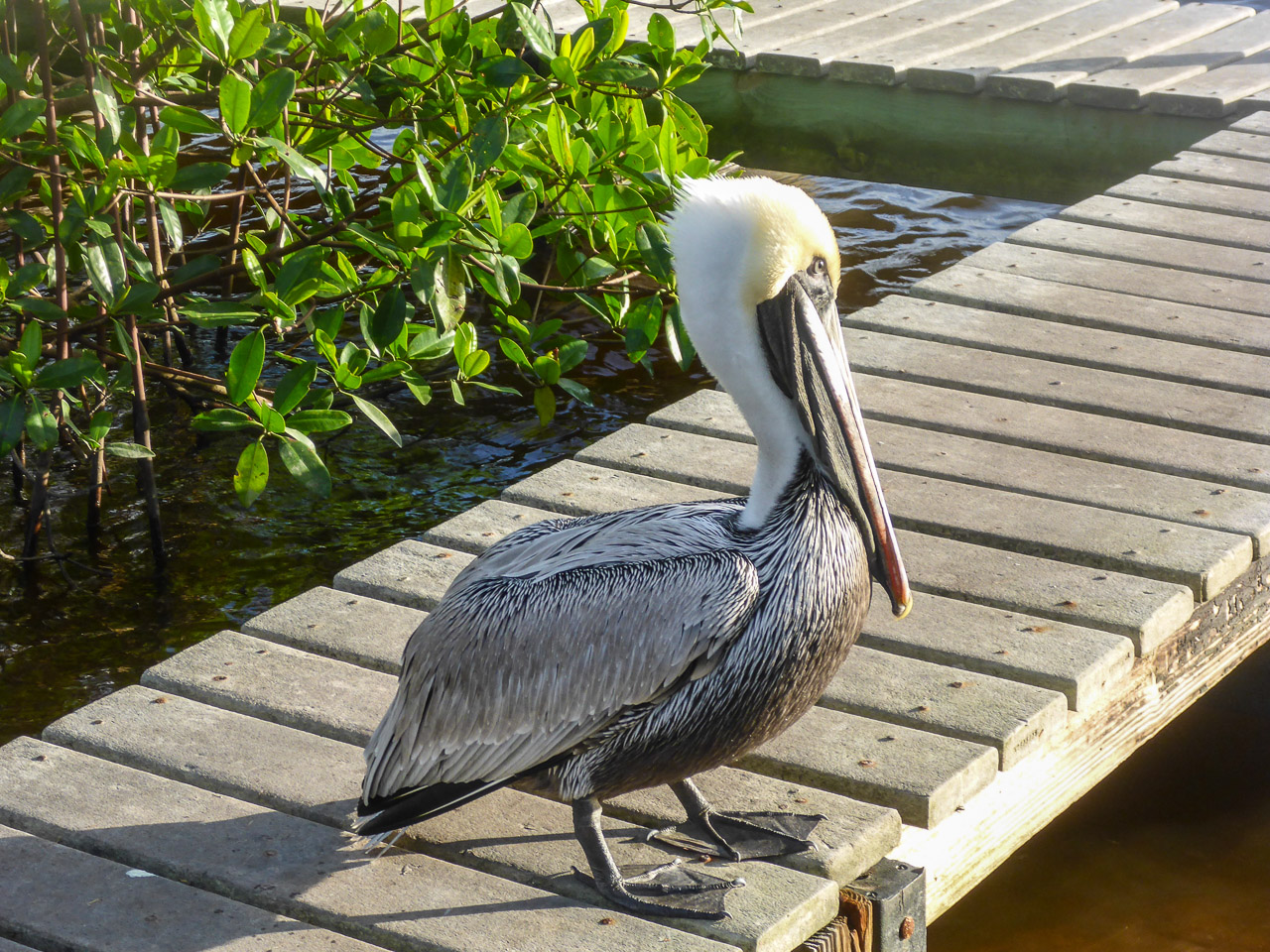 Everglades 2016 74
